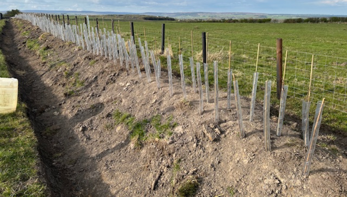 Site 4 works
