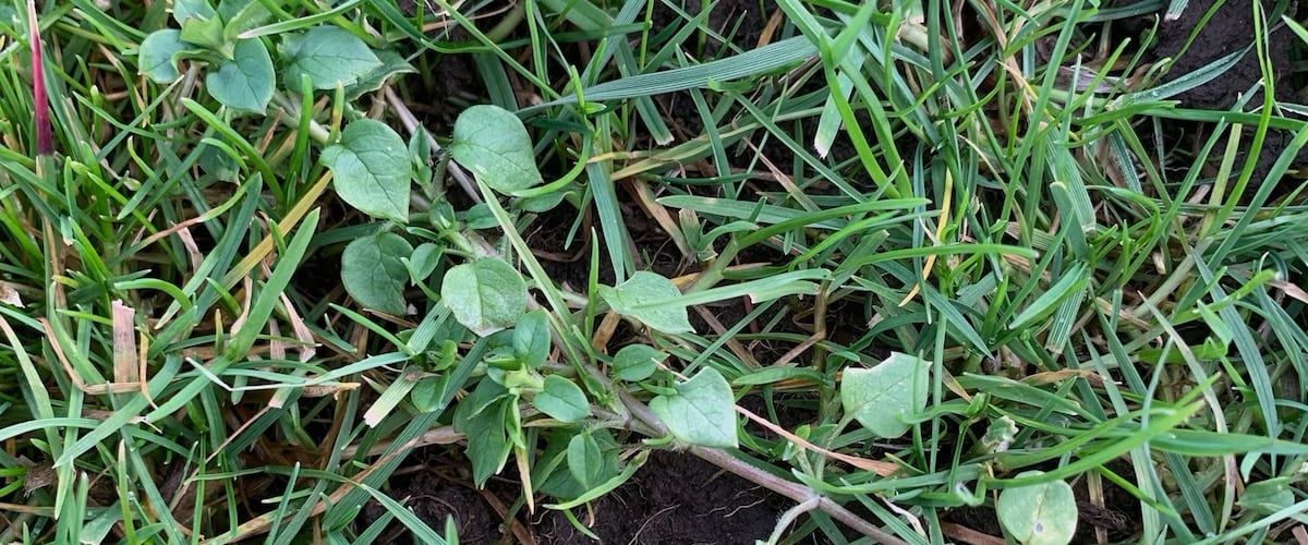 Site 2 year 1 growth