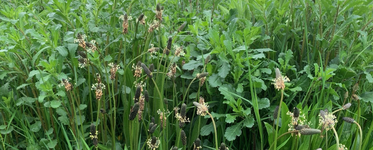 Long field year 1 growth