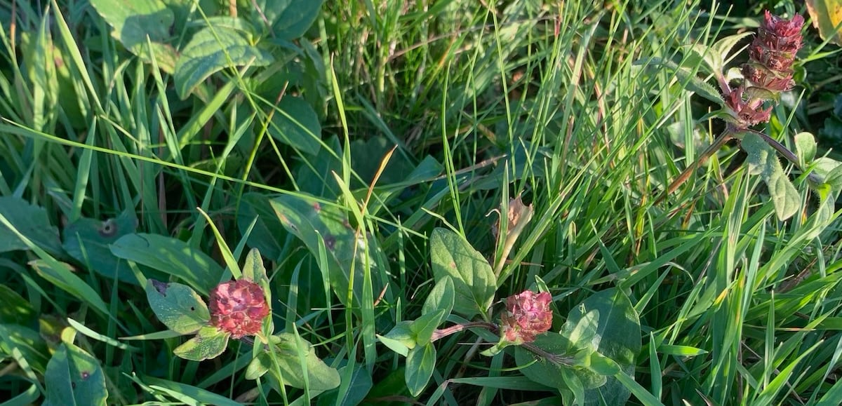 Camp year 1 growth