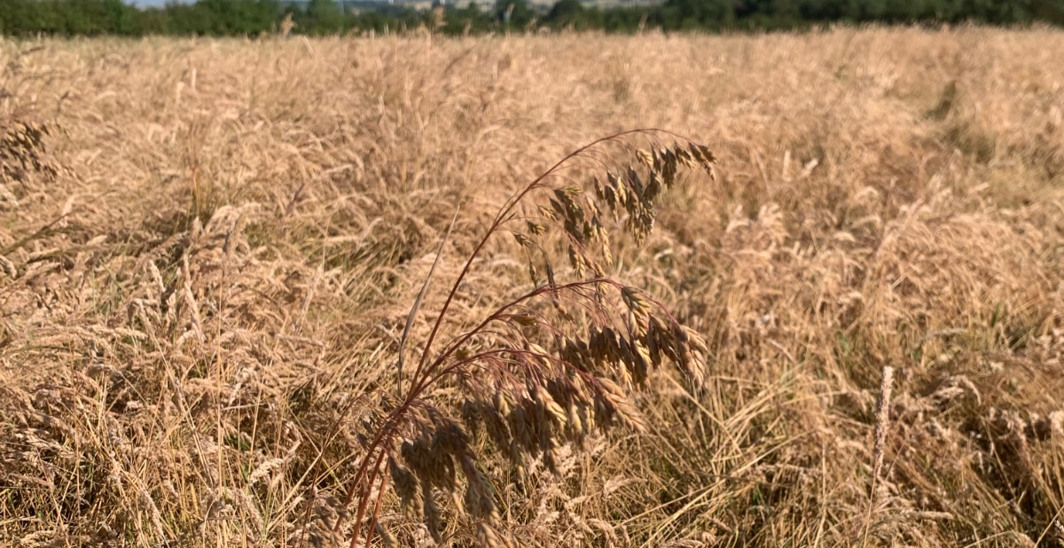 false oat-grass