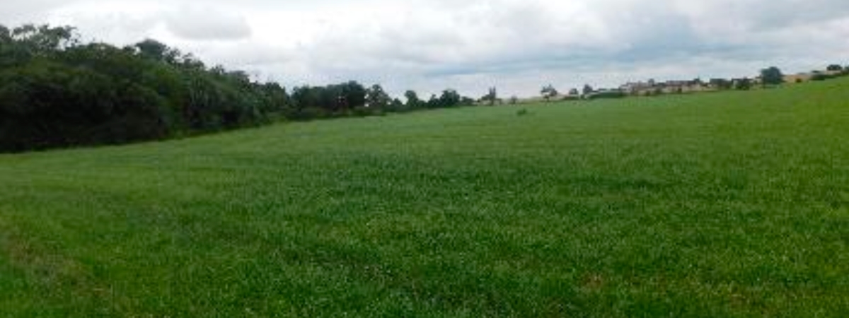 Site 1 before