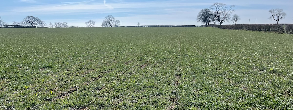 Site 1 initial March 2024 growth