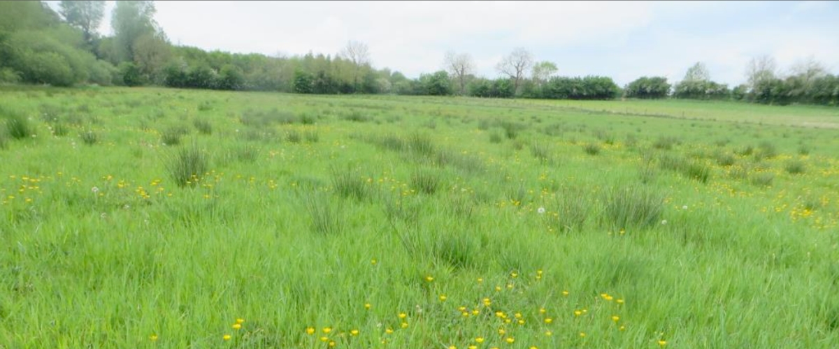 Site 1 existing