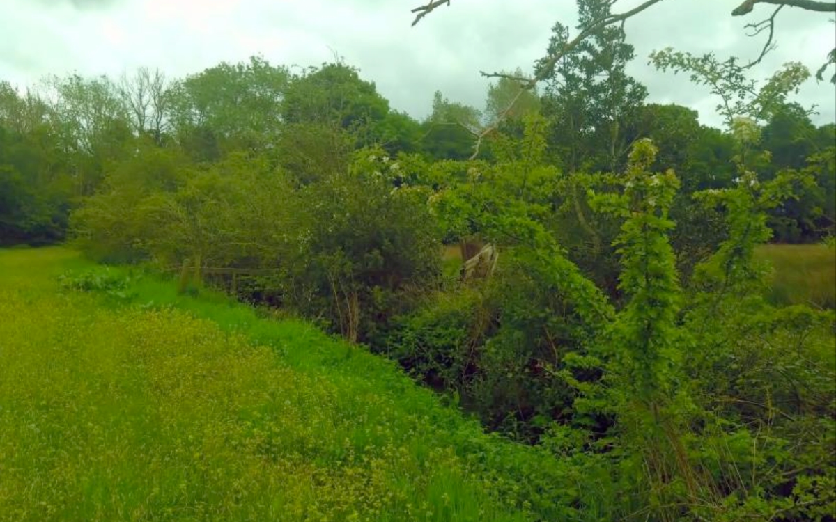 Overall site