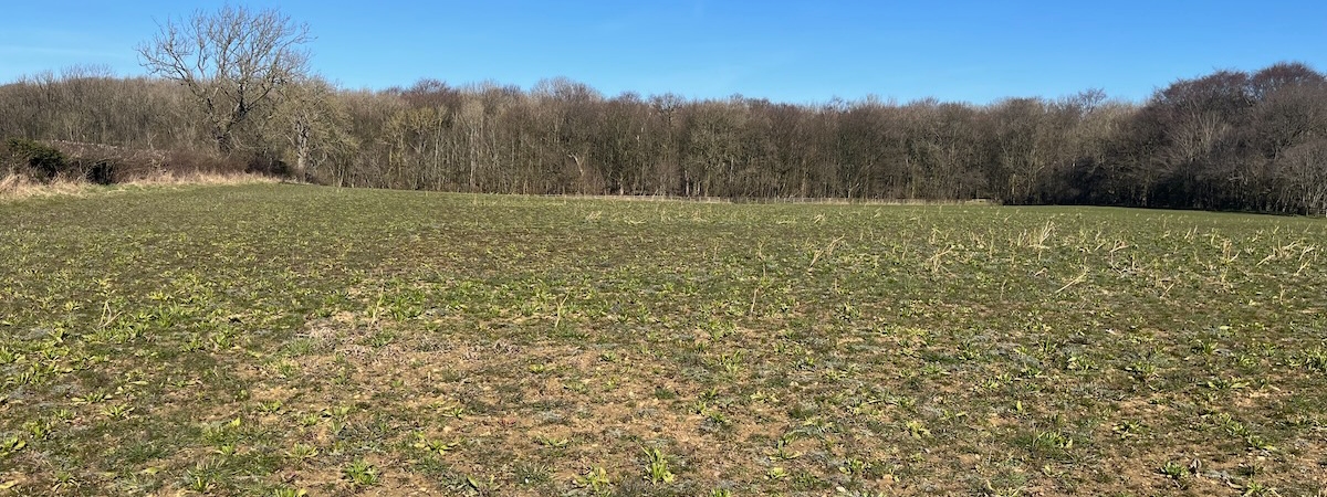 Site 1 year 1 March growth