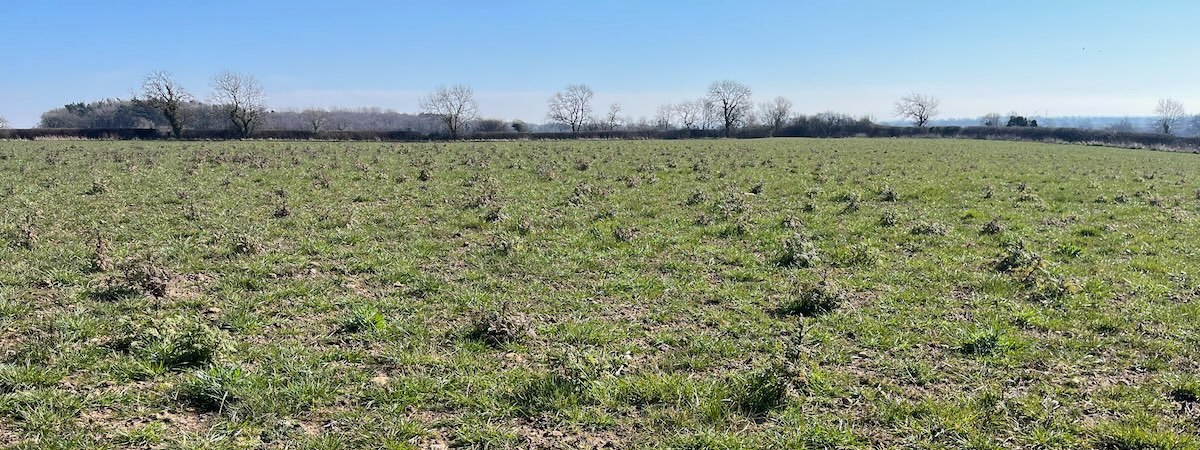 Site 2 year 1 March growth