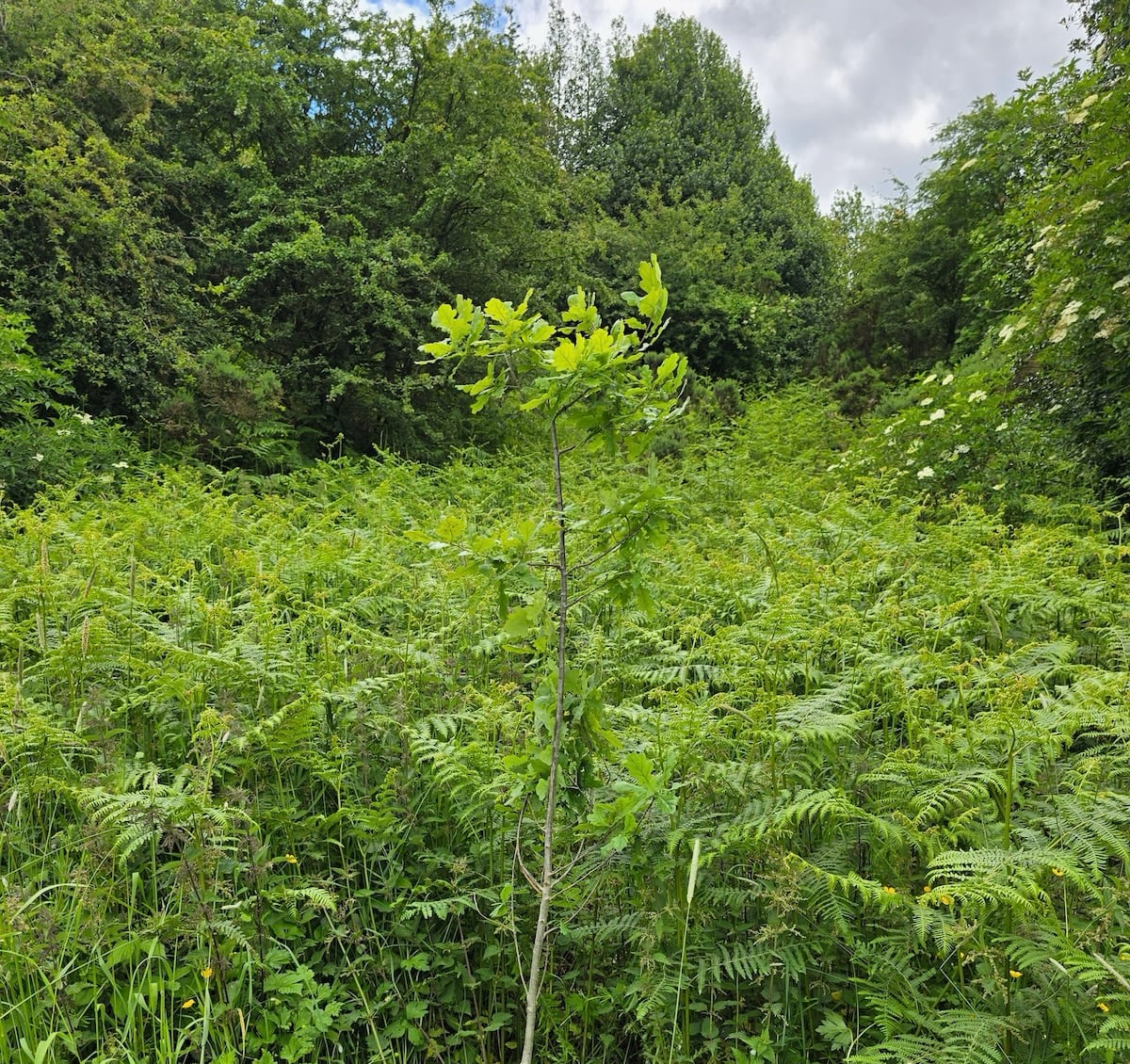 Individual tree year 1