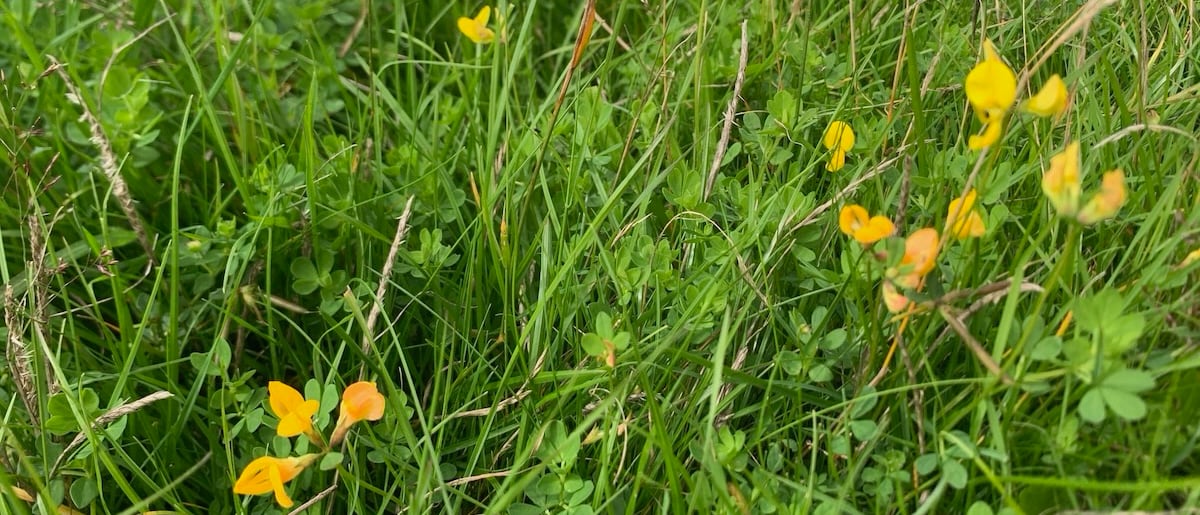 Site 2 year 1 growth