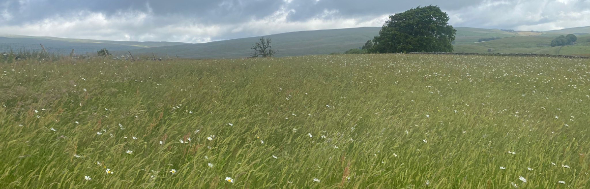 Jack meadow