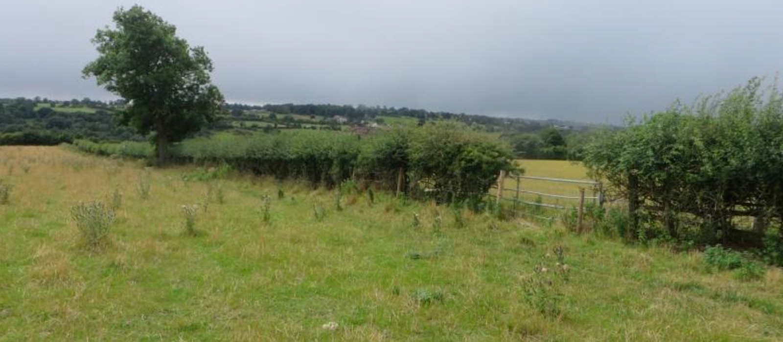 Site 1 baseline Site 1 baseline