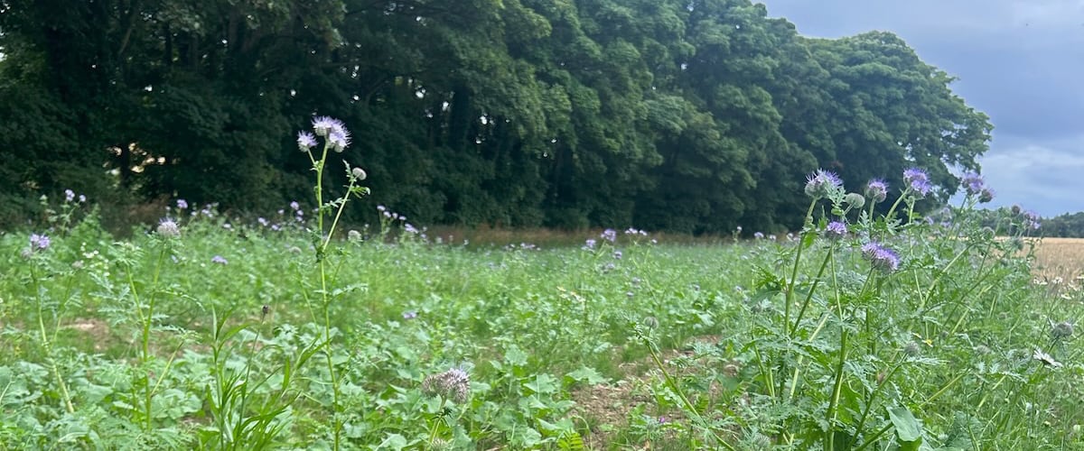 Site 2 year 1 growth